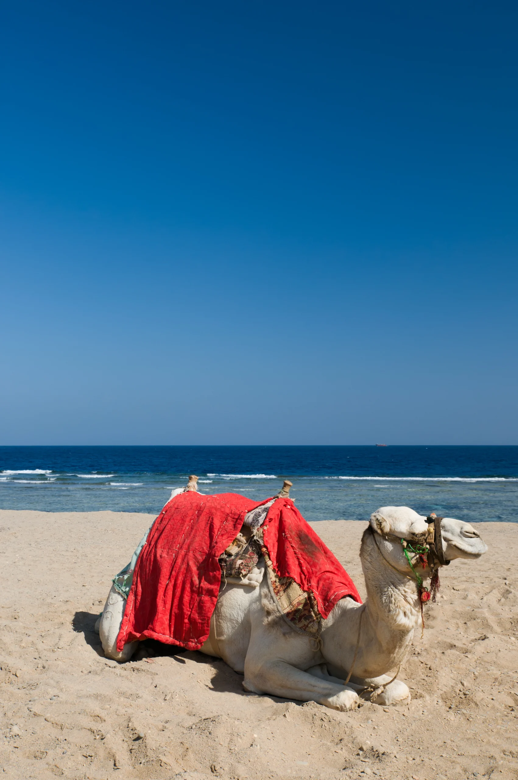 camel camel