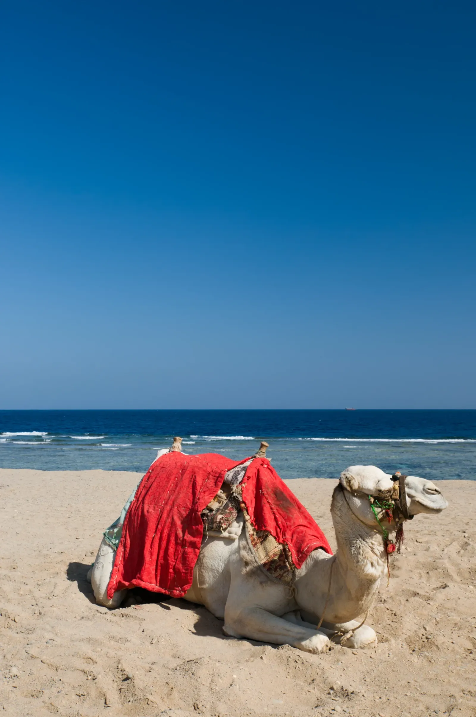 camel